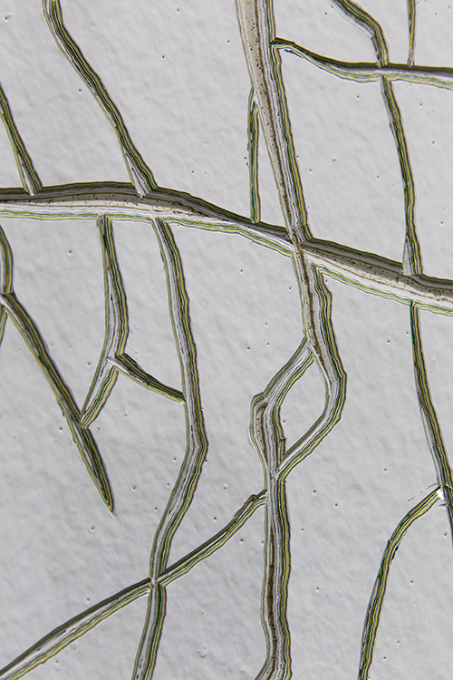 클레르 콜랭-콜랭 이미지입니다